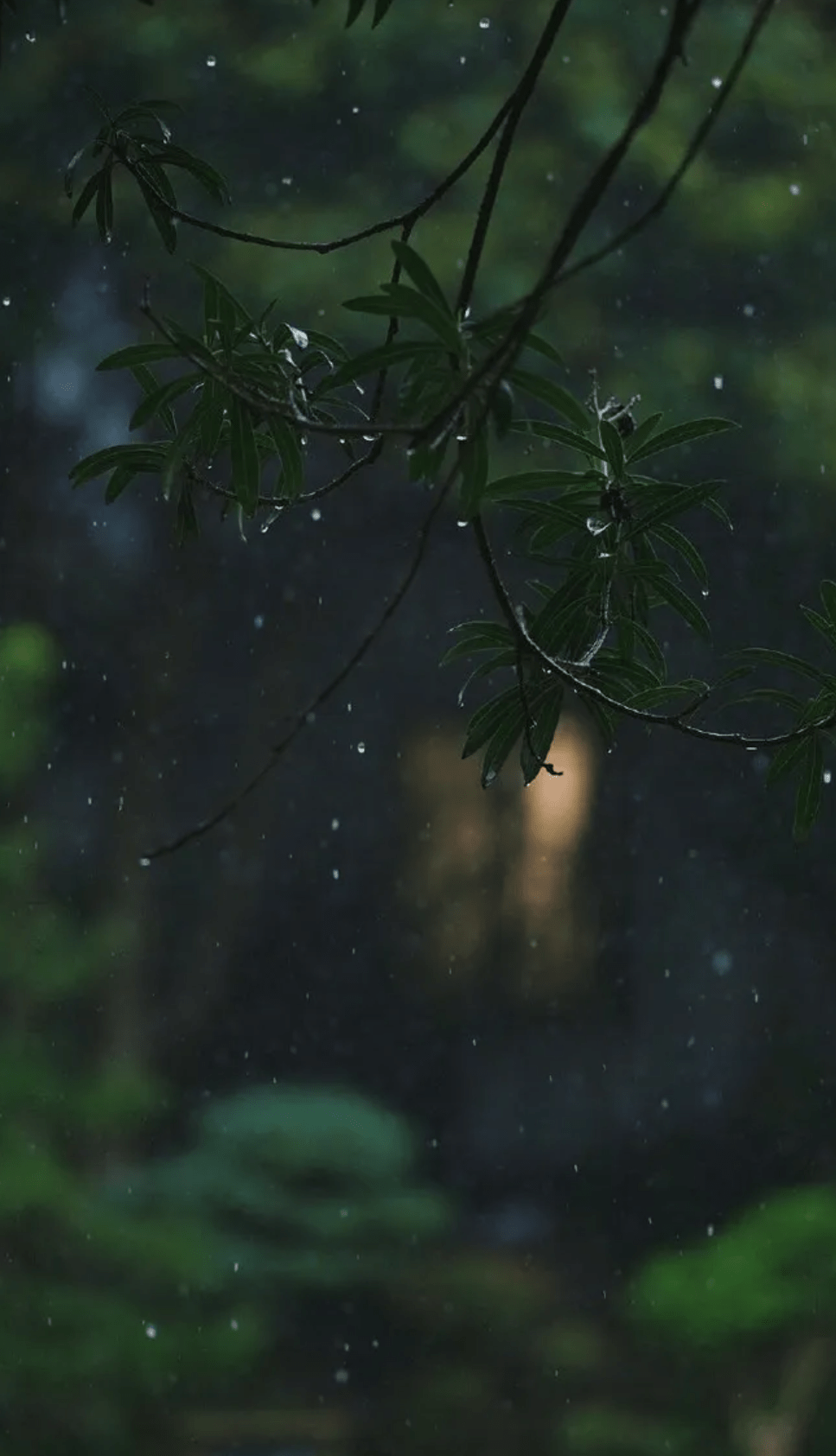 【詩詞鑑賞】夏日臨窗聽雨,閒讀詩書,感受大自然的天籟之音!