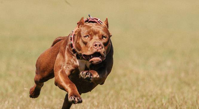 狗厉害排名_什么狗厉害排名第一(2)