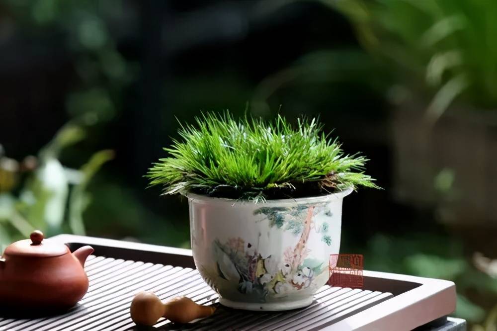 不起眼的5种小草花种花盆里养成漂亮盆景能省不少钱