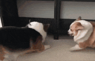 高手过招|两只柯基打架,逗笑众人!网友:这是什么新型的战术,看不懂啊!