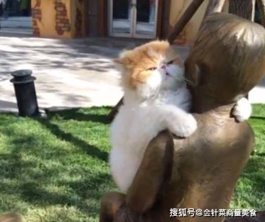 猫咪|加菲猫来公园玩耍，经过一铜像它的反应出乎意料，主人：好尴尬！