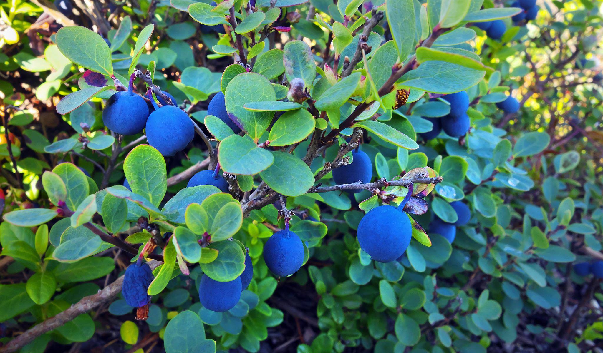 蓝莓树什么样子的图片图片