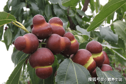 物质|每天当零食吃几个,清肝明目、美容养颜,医生也都在吃呢!