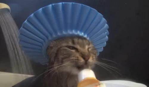 什么|猫不习惯戴着帽子洗澡,一直抱怨,主人拿出小零食后,它就安静了