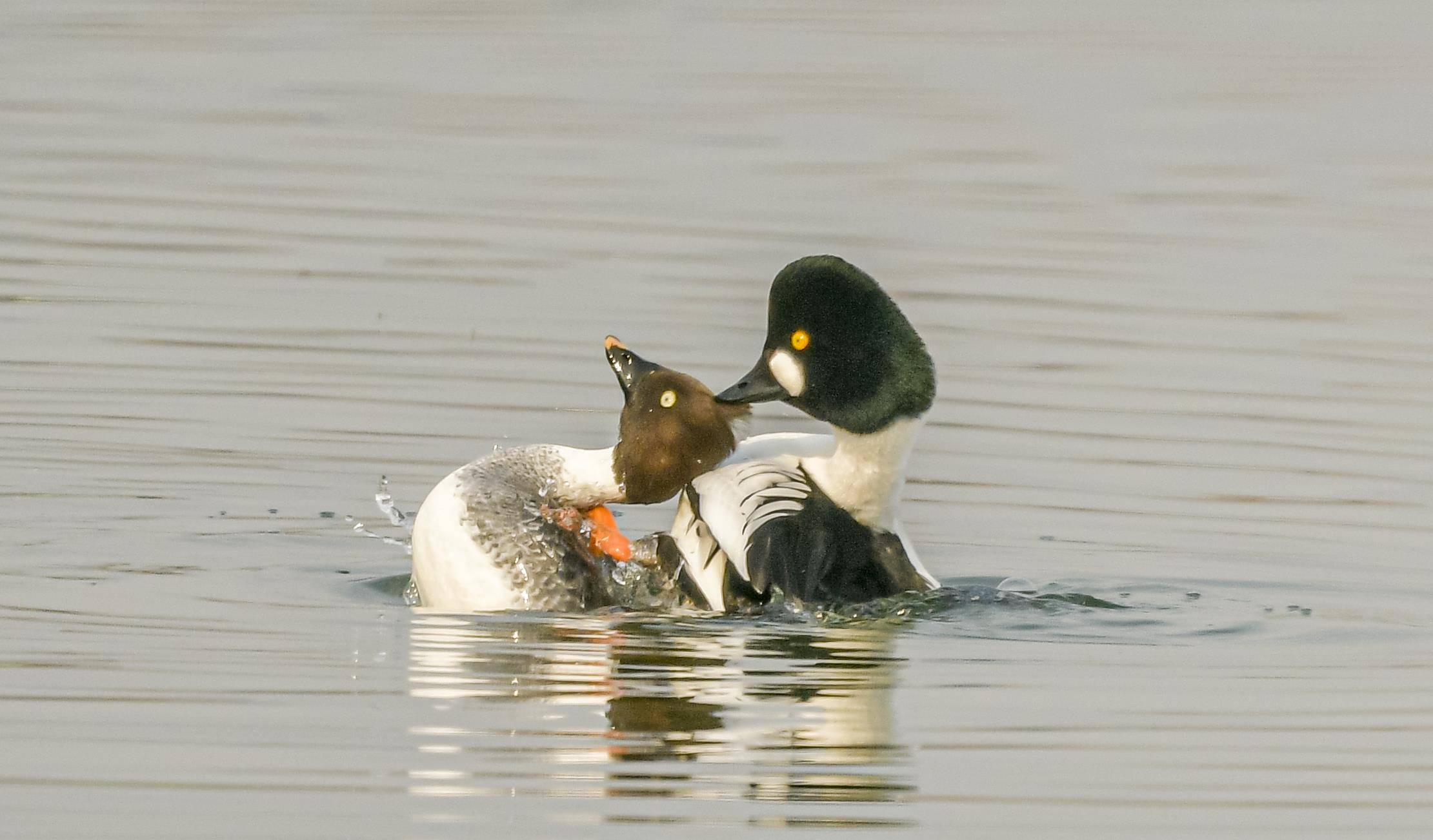 原创高颜值水鸟鹊鸭的爱情生活