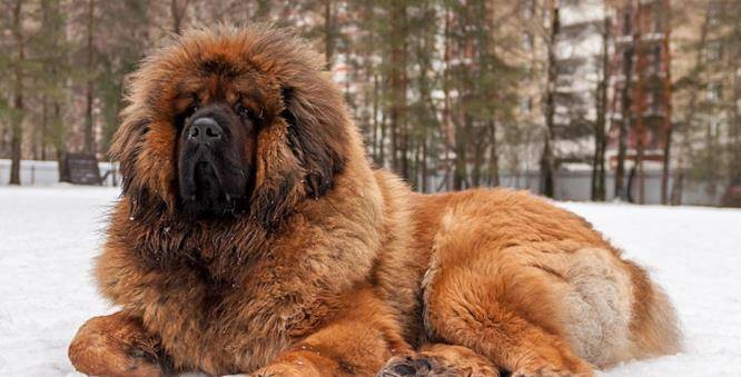 藏獒的排名_中国藏獒十大獒王排名(3)