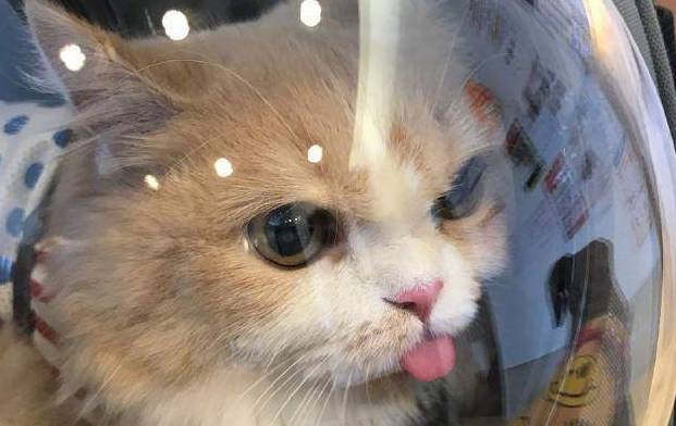这只猫咪好神奇只要一拍照就这样…这反应让人笑喷了 这只猫咪好神奇只要一拍照就这样…这反应让人笑喷了