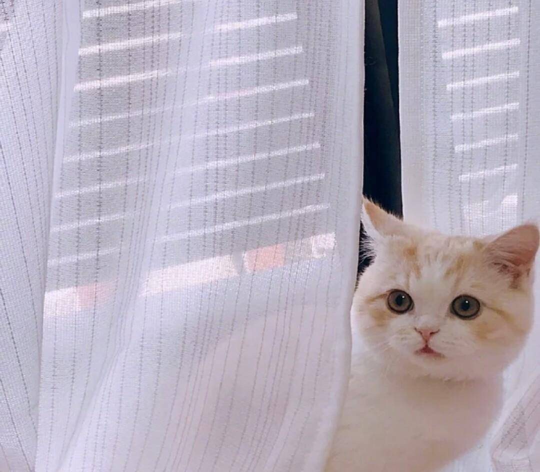 什么宠物猫不容易掉毛 06aa02a50c0043138aa08b1e53ea7b9e.jpeg