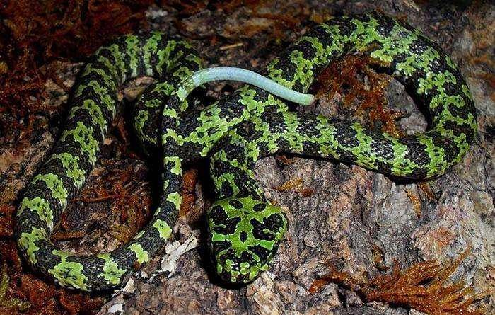 蛇是冷血动物 20df2e193229413fa492f298e7e7759a.jpeg