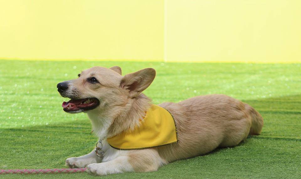 经济|有人为养狗而心疼,有人为养狗而破费,养狗到底不能省什么?