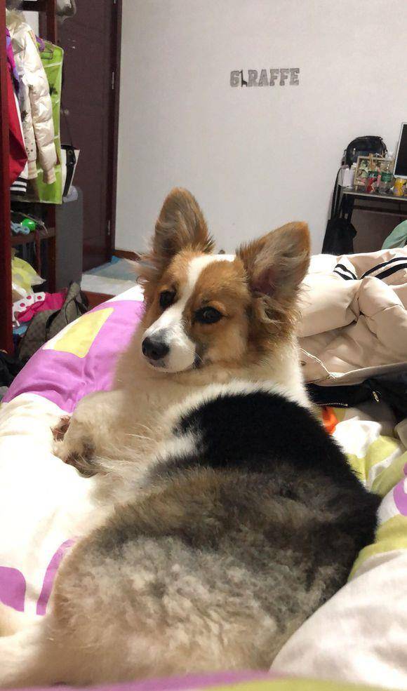 体重|柯基已经从幼犬变成胖子了，摊在床上都不愿意动，就知道吃