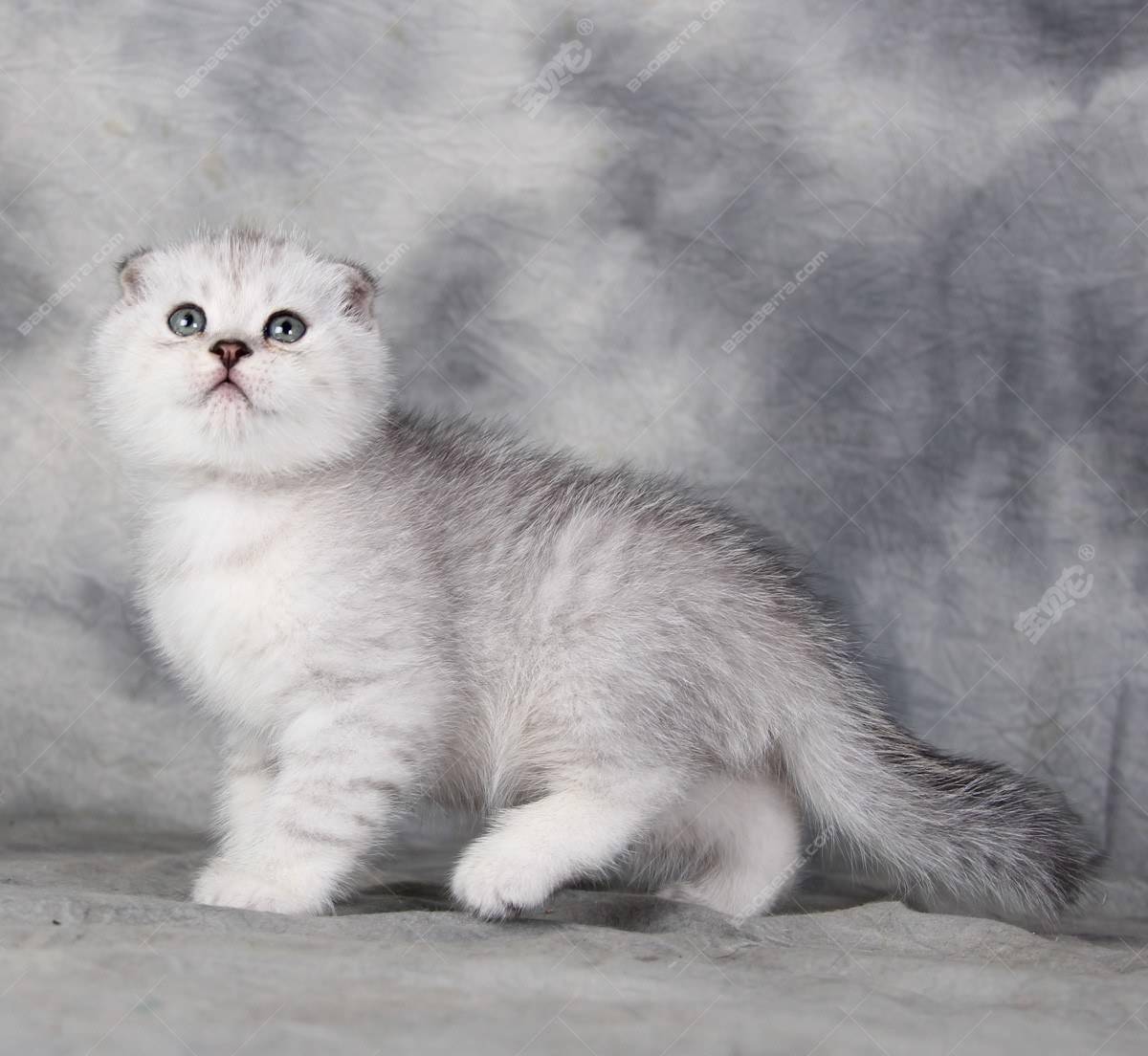 猫咪|猫挑嘴吃零食不吃饭怎么办?这些可以帮到你