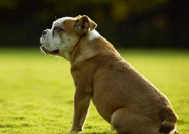 奖励|狗狗做错事要惩罚才会改正？不，奖励比惩罚更有效