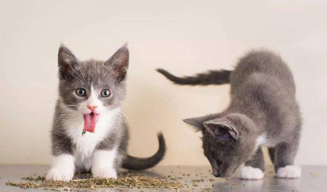 调整|猫咪最喜欢的零食都有哪些?