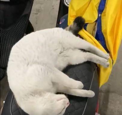 猫咪|流浪猫霸占坐骑，被疯狂调戏还不走，车主：能把猫咪带回家吗