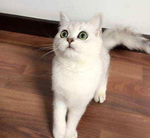 猫咪|猫挑嘴吃零食不吃饭怎么办?这些可以帮到你