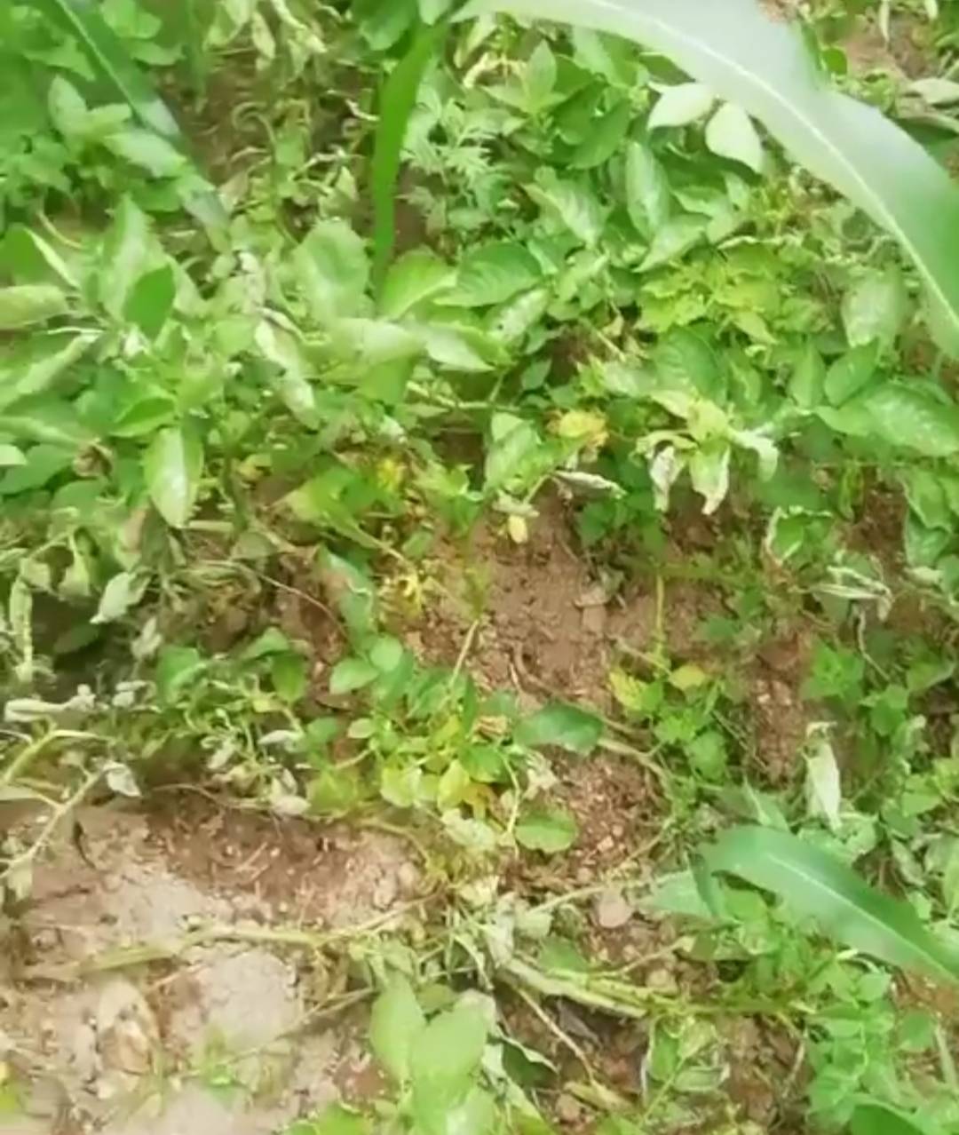 丹凤张杰‖野猪泛滥