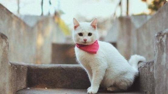 猫咪油下巴图片 d3ddbdb36fa24fac84f38556aaccbf5d.jpeg