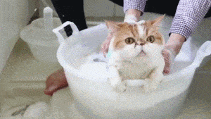 因为|日本两只加菲猫每天愁云满面，只因为主人胆大包天做出这种事