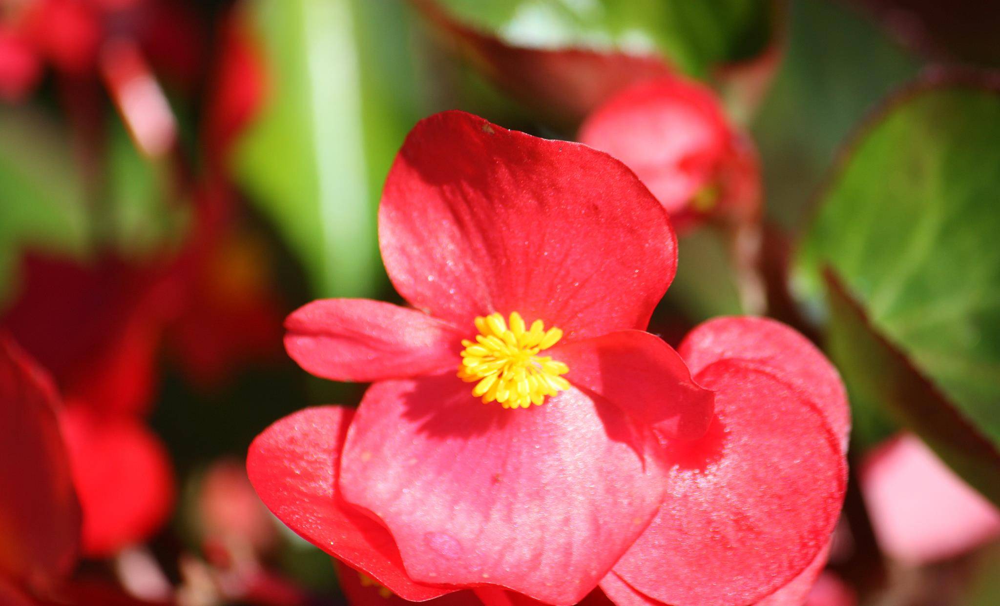 一年四季常开的花卉有哪些?_开花