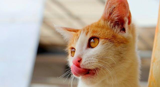 怎么看小猫有没有呼吸 e929d1ccd295462da4daf0e1320aee12.jpeg