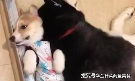 柯基怀|短腿柯基怀了二哈的宝宝，生下来主人笑哭了，二哈基因太强了吧