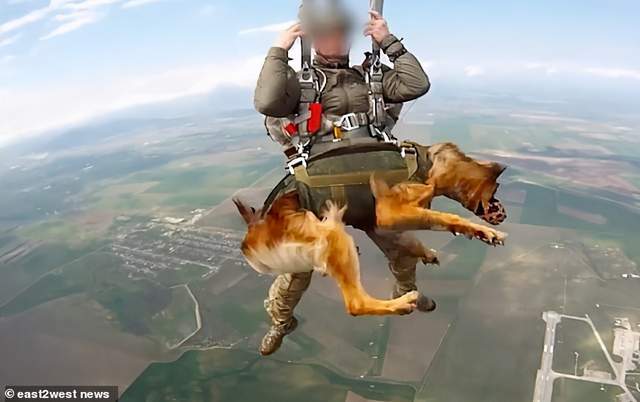 俄罗斯的军犬们接受跳伞训练,从4000米高空跳下;争取完成犬类降落系统