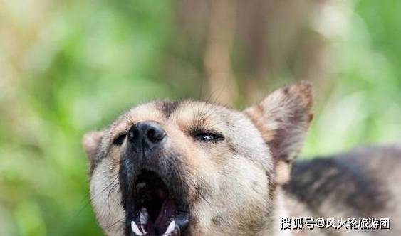 因为|对狗狗来说，这5类人最可怕了，你在其中吗？