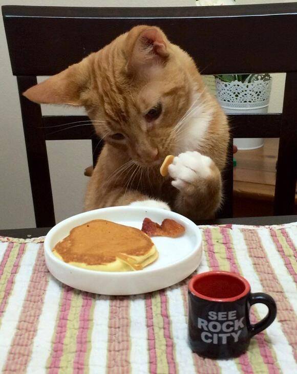 猫咪|以为自己是人类的猫，第六只这样的请给我来一打！