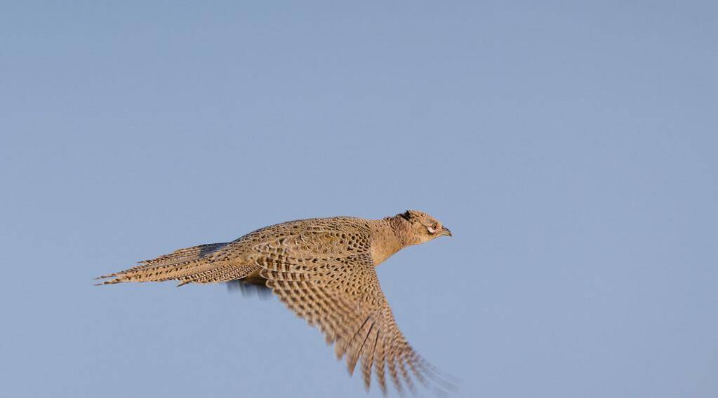 能力|野鸡白天在山林中觅食，晚上都去哪里了呢？动物冷知识