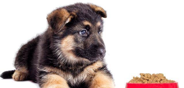 后天|一个游戏,轻松帮助德牧幼犬纠正咬人恶习,原来纠正也能这么快乐