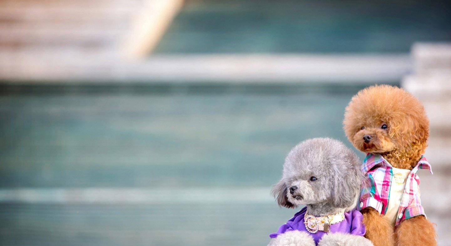 才会|养了泰迪犬之后,生活开始发生巨变,再也不敢养了!