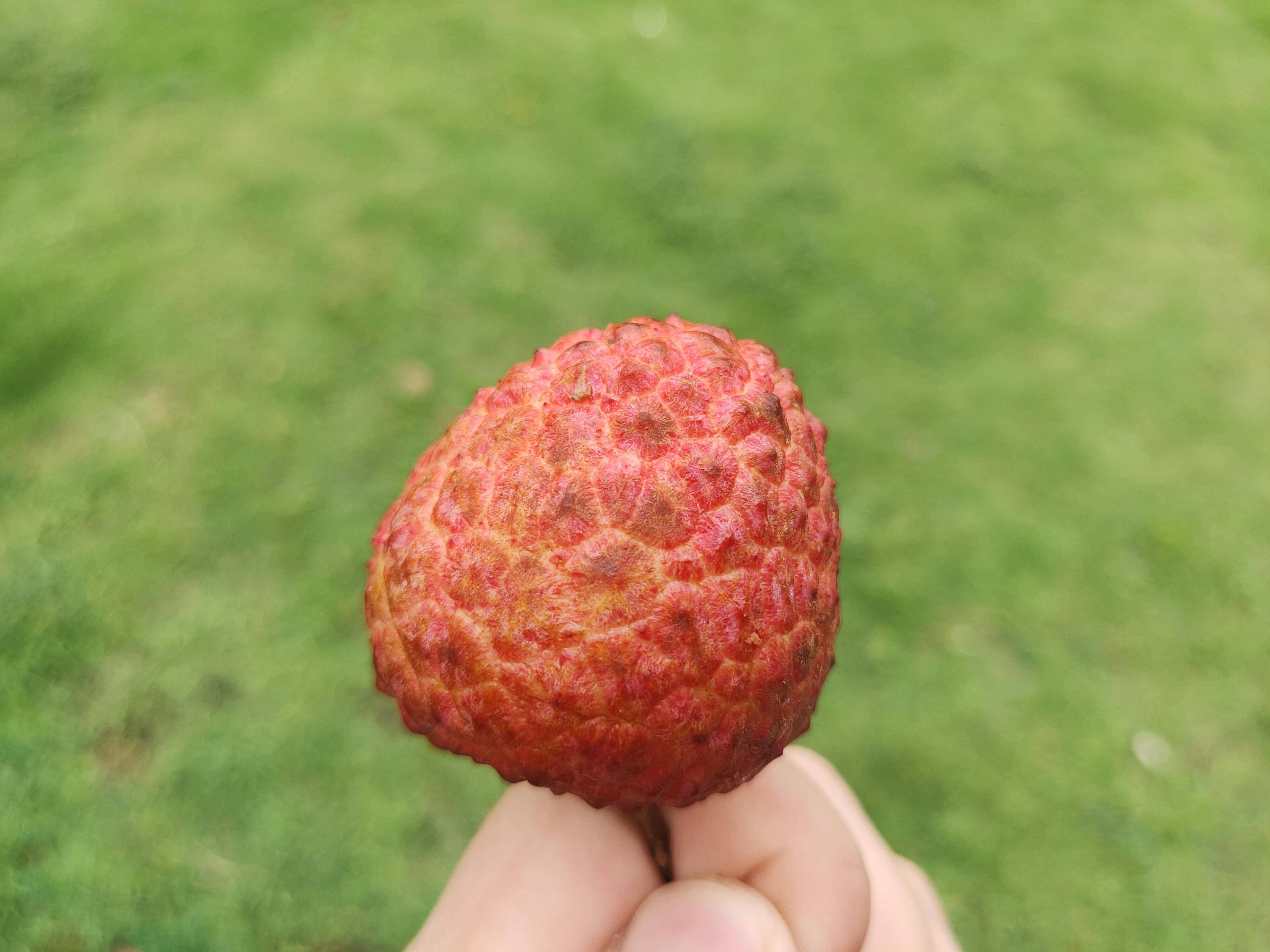 热爱学习,从一箱荔枝开始的荔枝品种研究