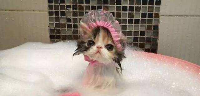 因为|养猫的人最容易犯错的6个地方,你中了几个呢?