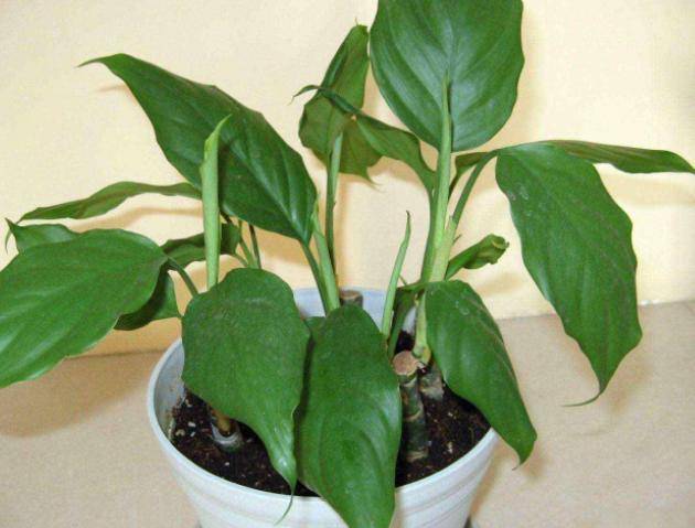 盆栽浇水多了咋办 9e041ba90b7640eda5afcac6a2c2abb1.jpeg