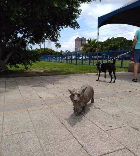 什么|让爸妈帮忙养了几个月狗子，结果要带它回去时