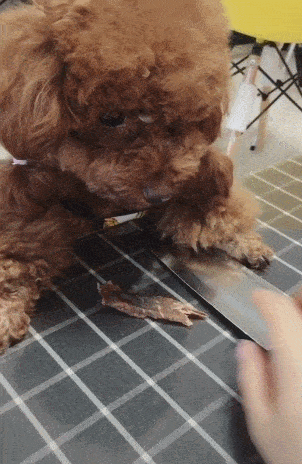 绝招|泰迪护食对主子龇牙，使出一把菜刀，狗子立马变怂！