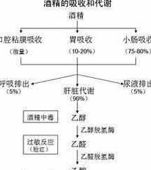 种类|糖尿病人能不能喝酒?这7种情况应禁止饮酒,满足7点可少量饮酒!