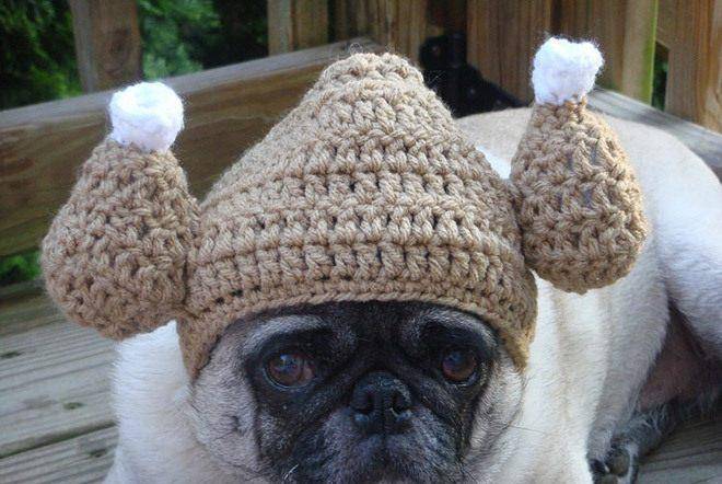 表情苦逼的巴哥犬戴上了花哨的毛线帽子之后