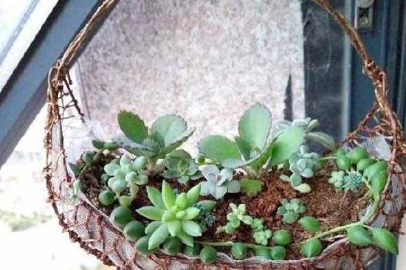 多肉叶插怎么不发芽 13a8255661e6418ab75ee57c979318c8.jpeg