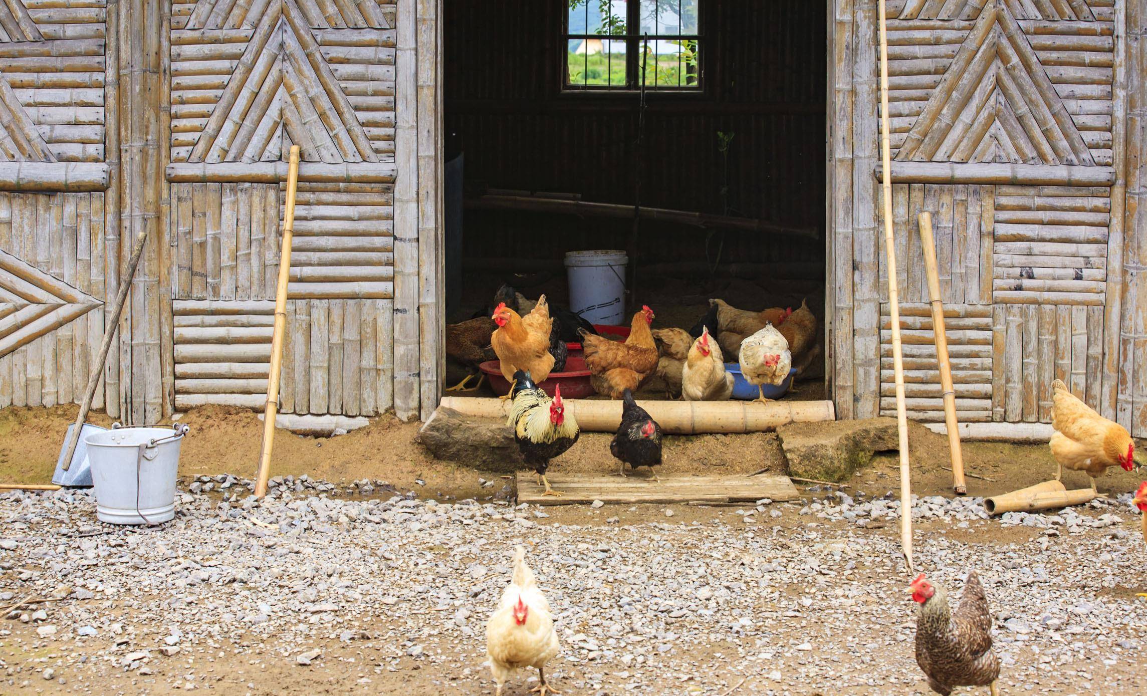 女人梦见火烧房子,一场心灵的觉醒与重生的预兆 女人梦见火烧房子,一场心灵的觉醒与重生的预兆