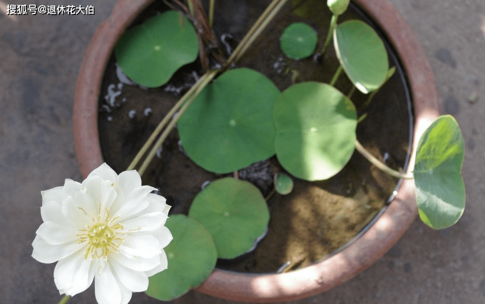 家庭种植碗莲 和水缸 结合 恍如艺术品诞生 花友