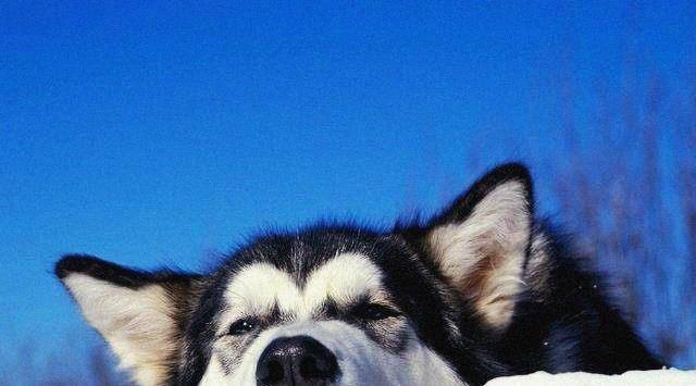 观点评论|哈士奇和比特犬打架，使出绝技亲吻对方，网友：太厌恶了！