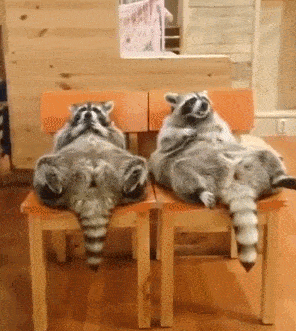 小浣熊|两只小浣熊躺着吃零食，用肚子当桌子，网友：我周末的样子……