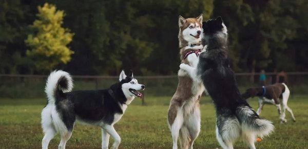 狗类智商排名_狗智商排名(3)