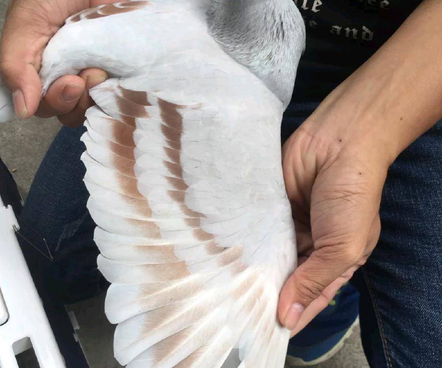 传播|春赛过后信鸽患单眼伤风,如何防止支原体肆虐!