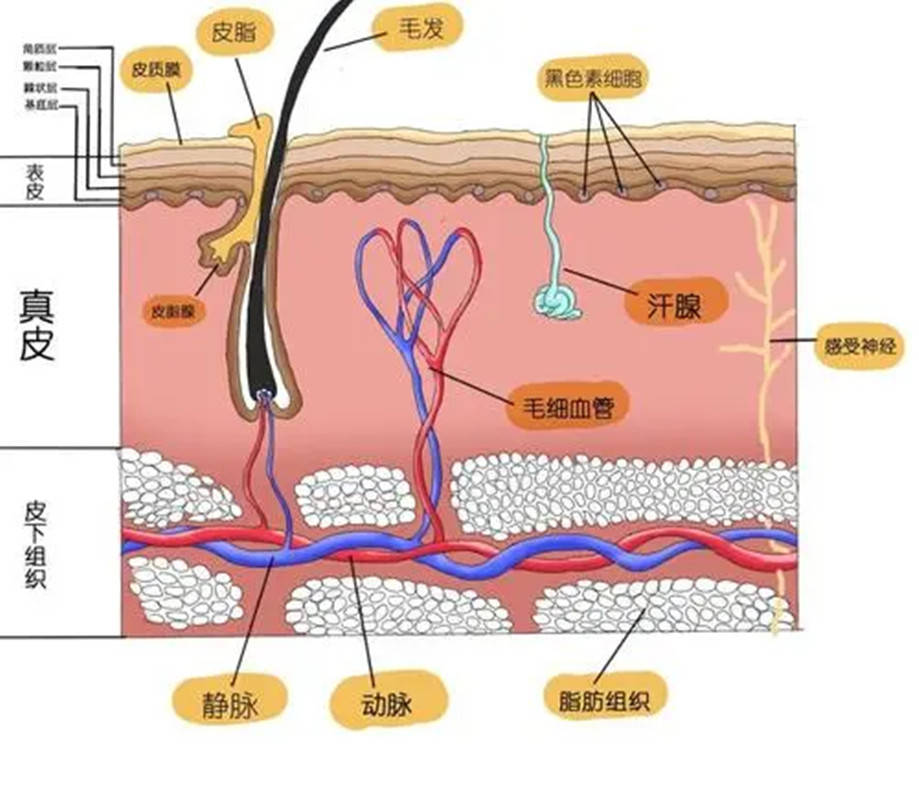 时间|毛孔粗大别不当回事，这几个问题需要注意，避免形成“马蜂窝”