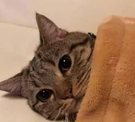 萌猫学人躺着睡觉 还会自己盖被子 小猫