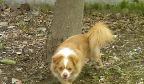 观点评论|假如你遇上这5只流浪狗，你愿意带哪只回家？网友：除了图3都可以