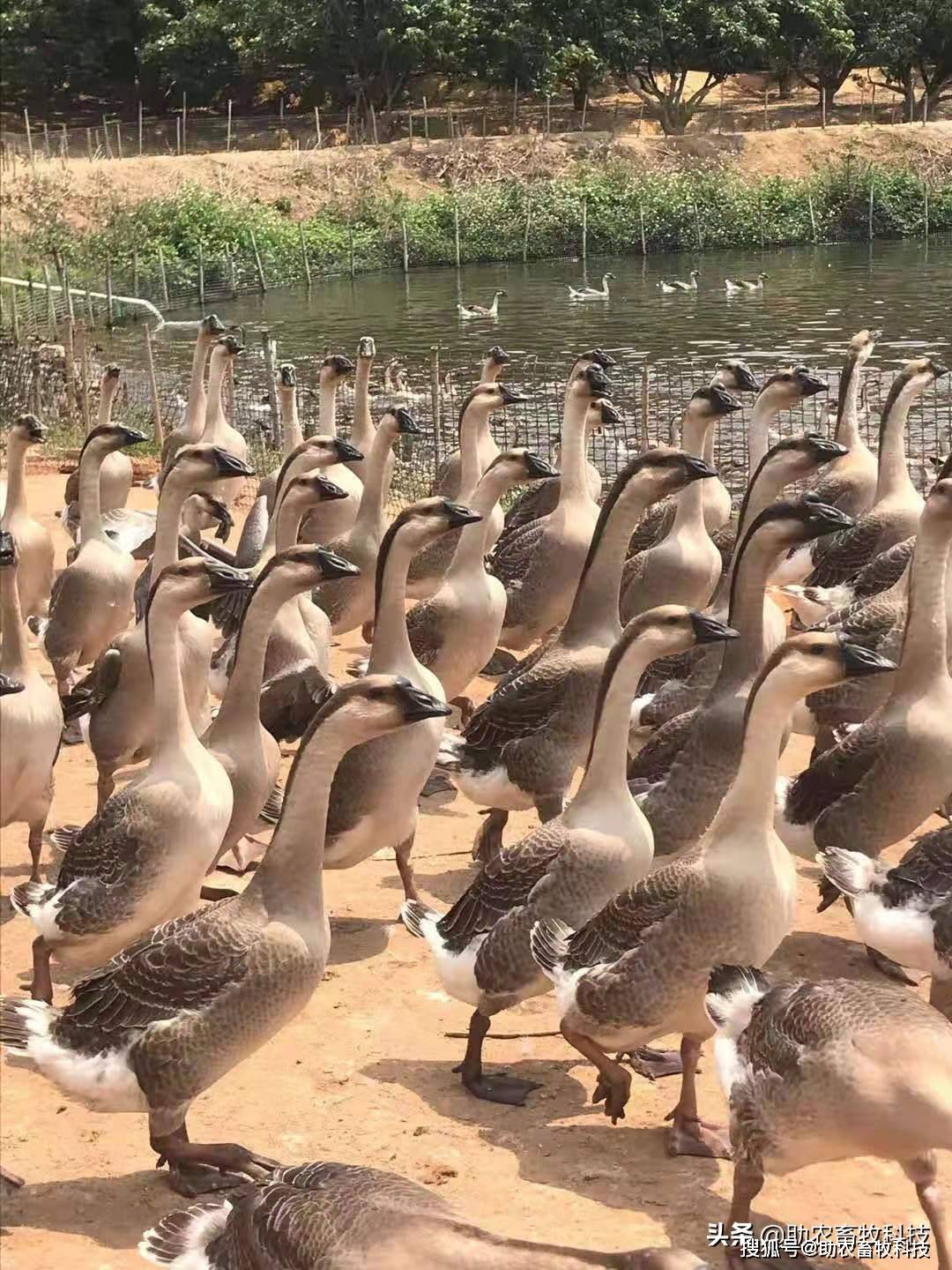 养鹅运用微生物技术后鹅场不臭疾病少养殖水域水不发黑活爽正常养鱼